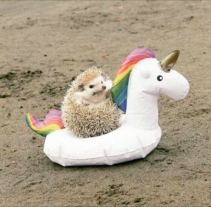 Me on my noble steed.